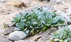 Mertensia simplicissima