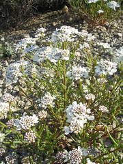 Iberis linifolia intermedia