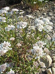 Iberis linifolia intermedia