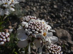 Iberis linifolia intermedia