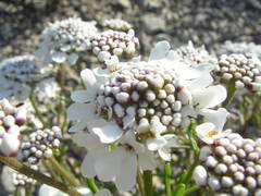 Iberis linifolia intermedia