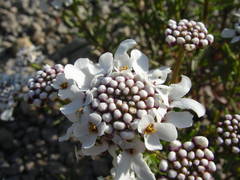 Iberis linifolia intermedia