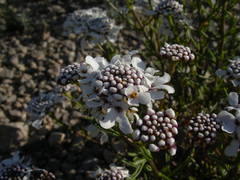 Iberis linifolia intermedia