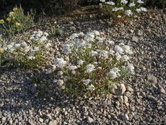 Iberis linifolia intermedia