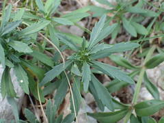 Iberis linifolia intermedia