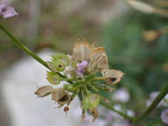 Iberis linifolia intermedia