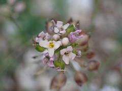 Iberis linifolia intermedia