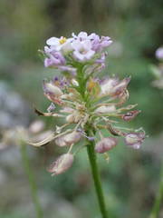 Iberis linifolia intermedia
