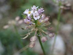 Iberis linifolia intermedia