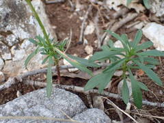 Iberis linifolia intermedia
