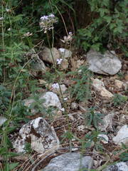 Iberis linifolia intermedia