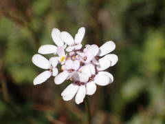 Iberis linifolia intermedia