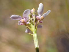 Iberis linifolia intermedia