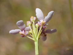 Iberis linifolia intermedia