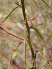 Iberis linifolia intermedia