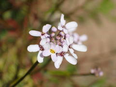 Iberis linifolia intermedia