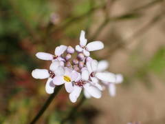 Iberis linifolia intermedia