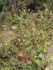 Iberis linifolia intermedia