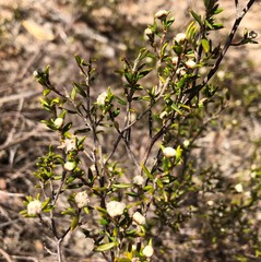 Spyridium eriocephalum