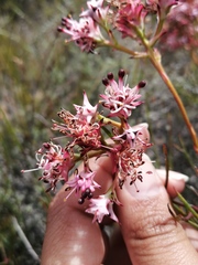 Serruria meisneriana