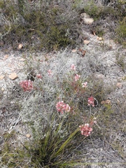 Serruria meisneriana