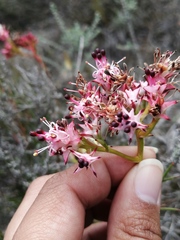 Serruria meisneriana