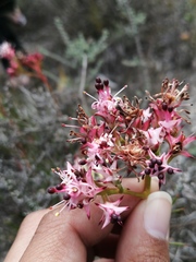 Serruria meisneriana