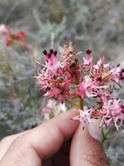 Serruria meisneriana