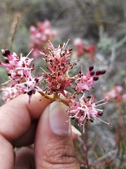 Serruria meisneriana