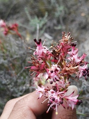 Serruria meisneriana