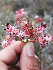 Serruria meisneriana