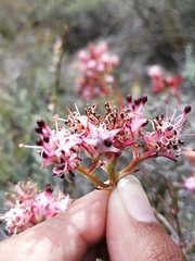 Serruria meisneriana