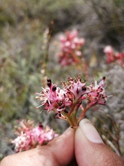 Serruria meisneriana