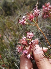 Serruria meisneriana