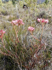 Serruria meisneriana