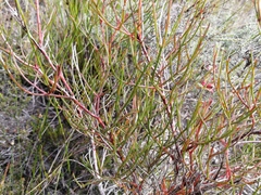 Serruria meisneriana