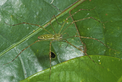 Hygropoda lineata