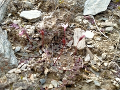 Lobelia linnaeoides