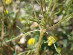 Iberis pinnata