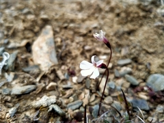Lobelia linnaeoides