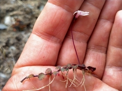 Lobelia linnaeoides