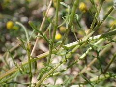 Iberis pinnata