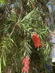 Melaleuca viminalis