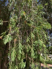 Melaleuca viminalis