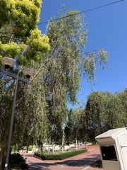 Melaleuca viminalis