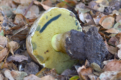 Caloboletus marshii