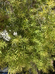 Melaleuca bracteata