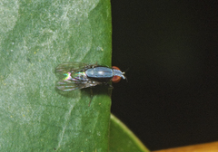 Homoneura discoglauca