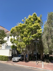 Melaleuca bracteata