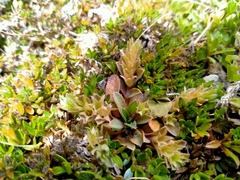 Myosotis glauca